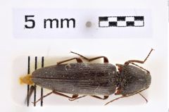 Foto (Dorsalansicht) von Melanotus zhilongensis (Platia & Schimmel, 2001) (NHMW-ZOO-COL-0007663)